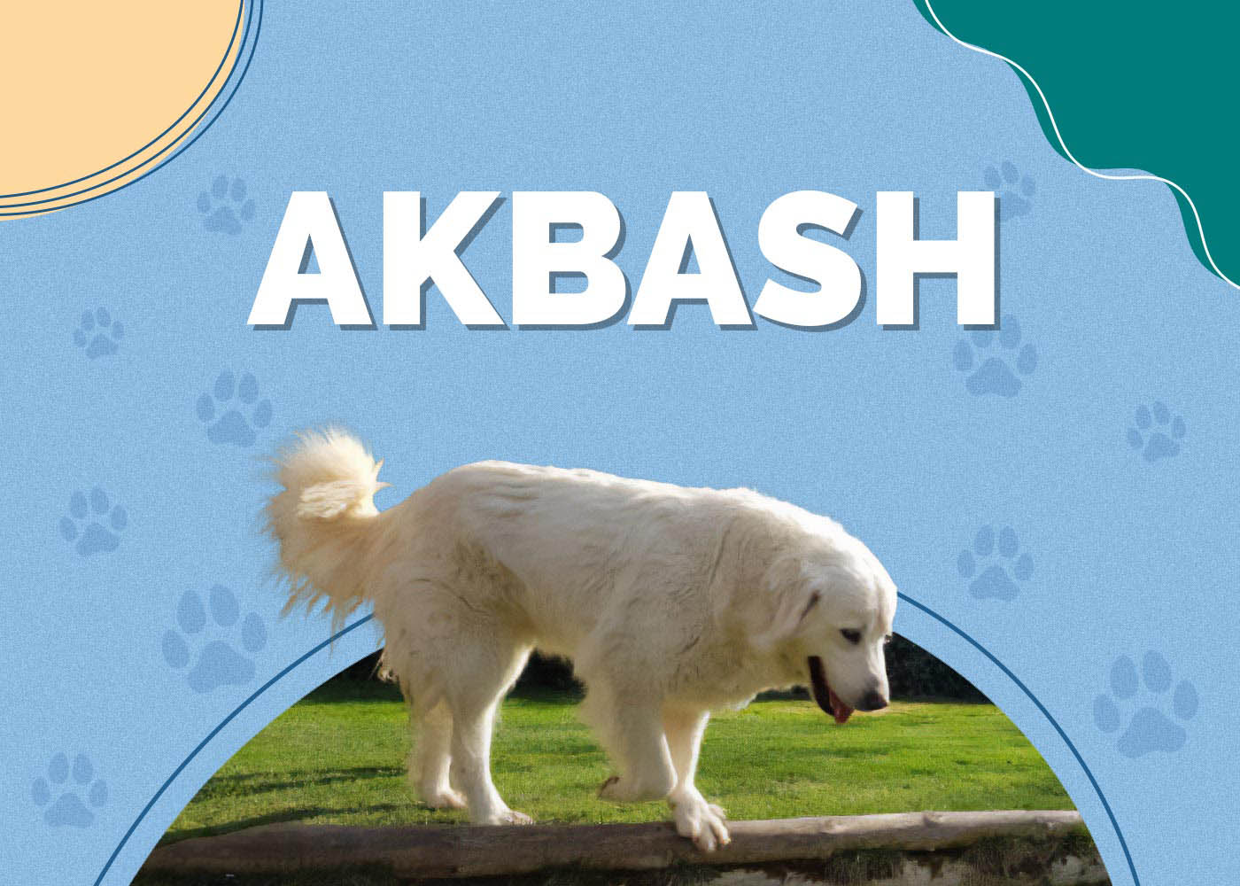 Akbash