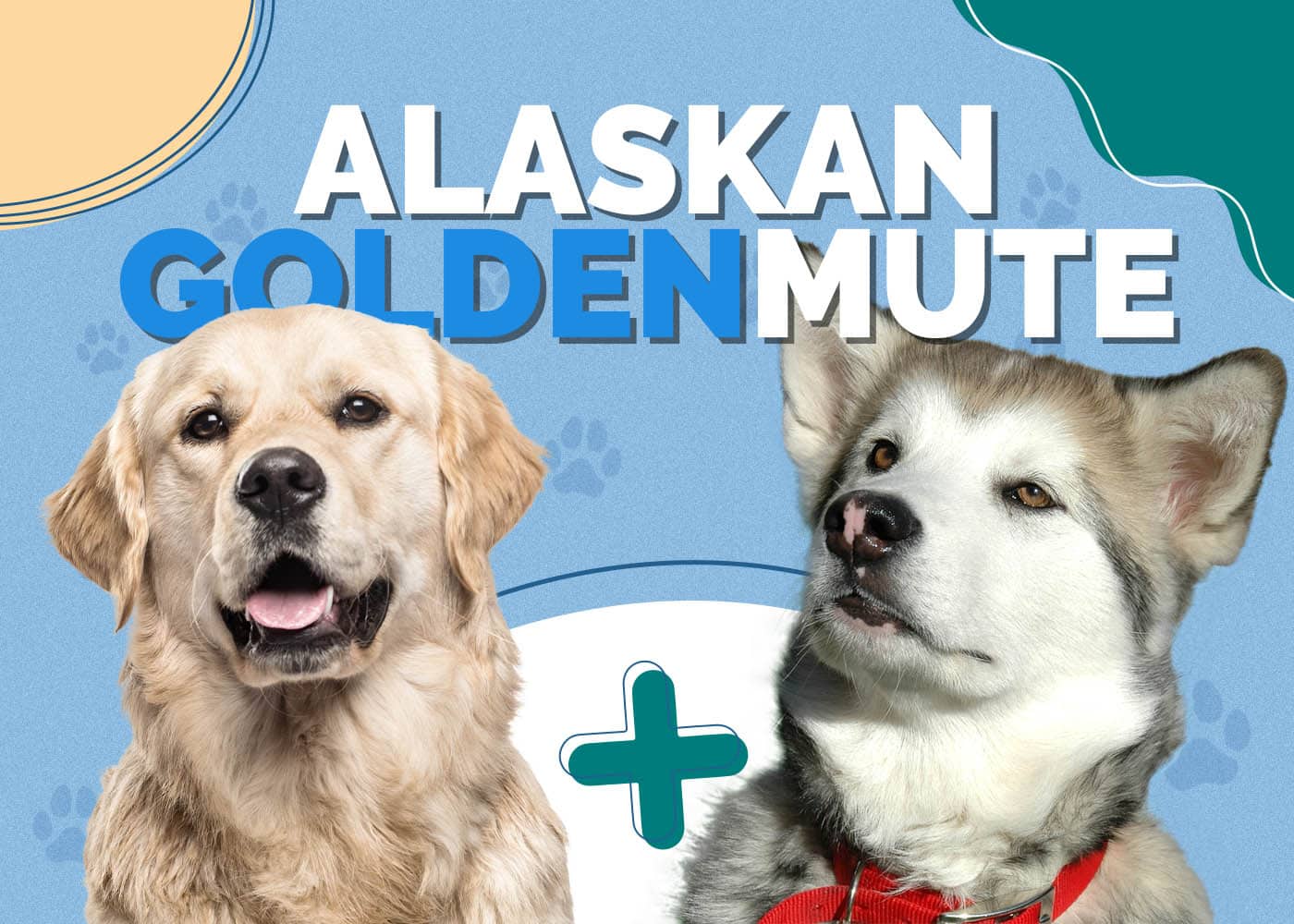 Alaskan Goldenmute (Alaskan Malamute & Golden Retriever Mix)
