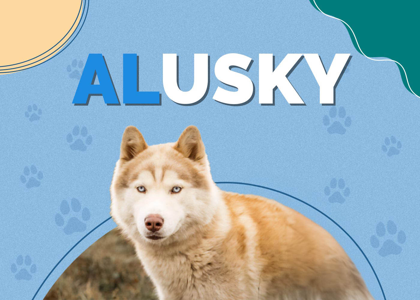 Alusky (Alaskan Malamute & Siberian Husky Mix)