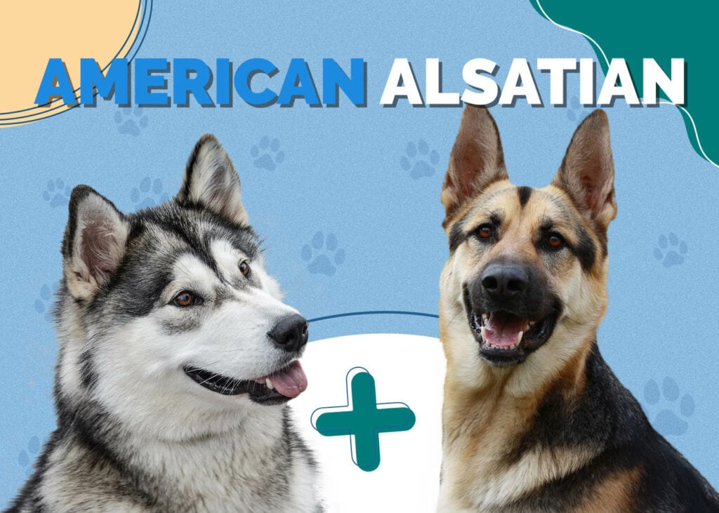 American Alsatian