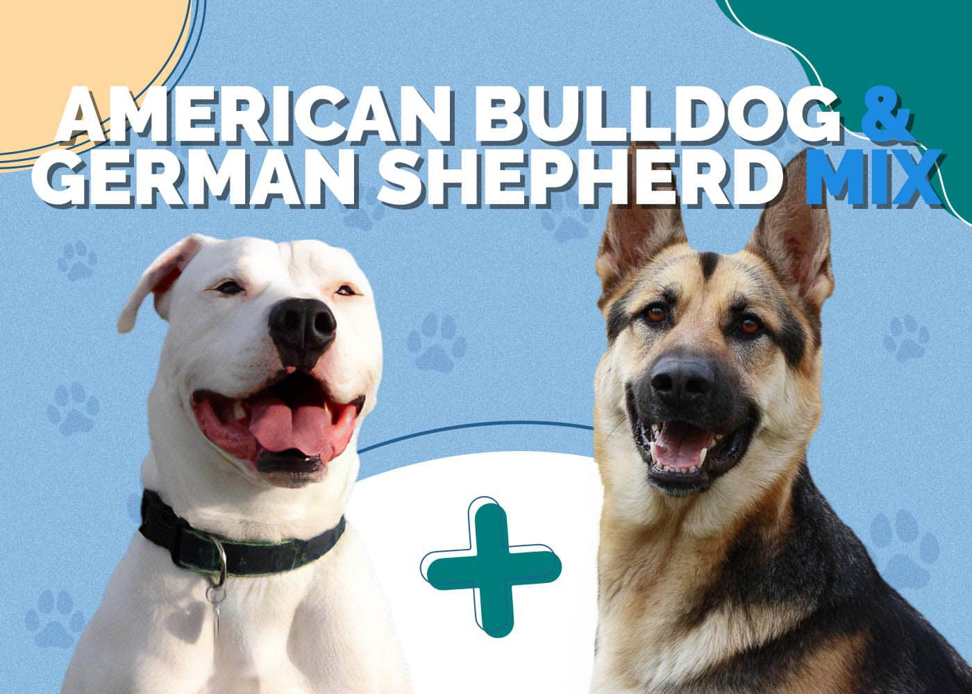 American Bulldog & German Shepherd Mix