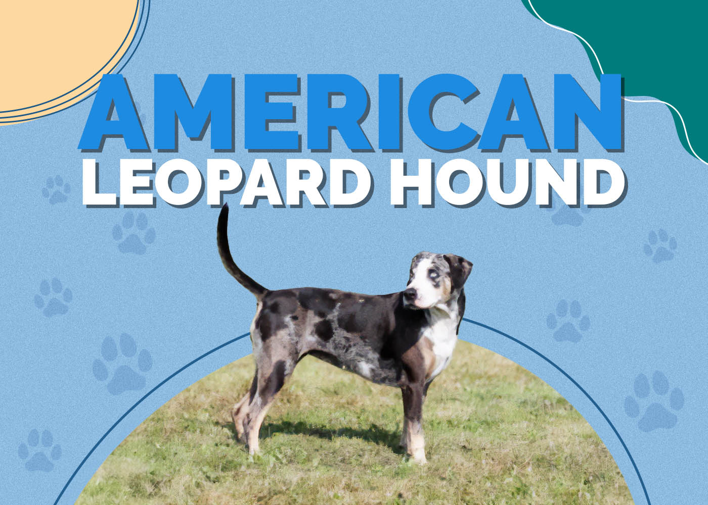 American Leopard Hound