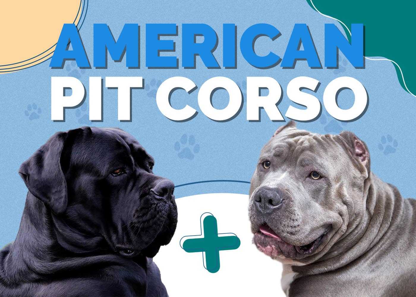 American Pit Corso (American Pitbull Terrier & Cane Corso Mix)