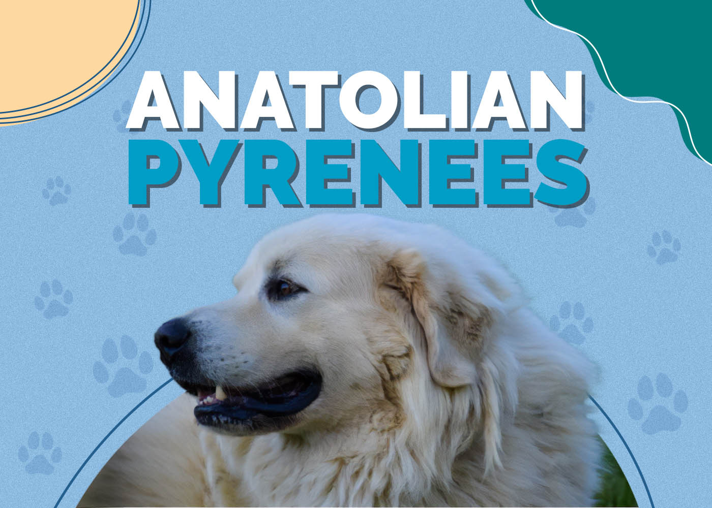 Anatolian Pyrenees (Anatolian Shepherd & Great Pyrenees Mix)