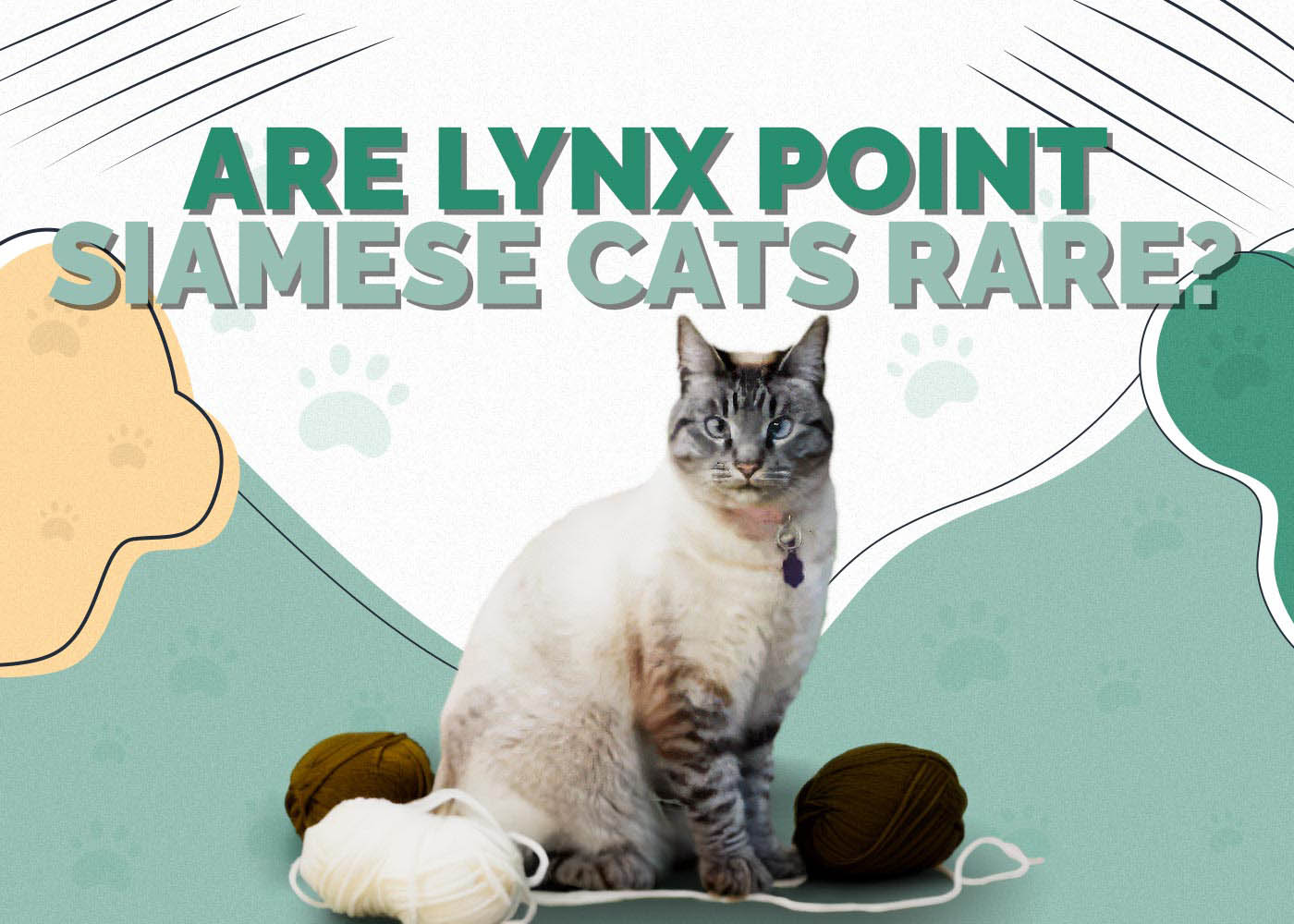 Are Lynx Point Siamese Cats Rare