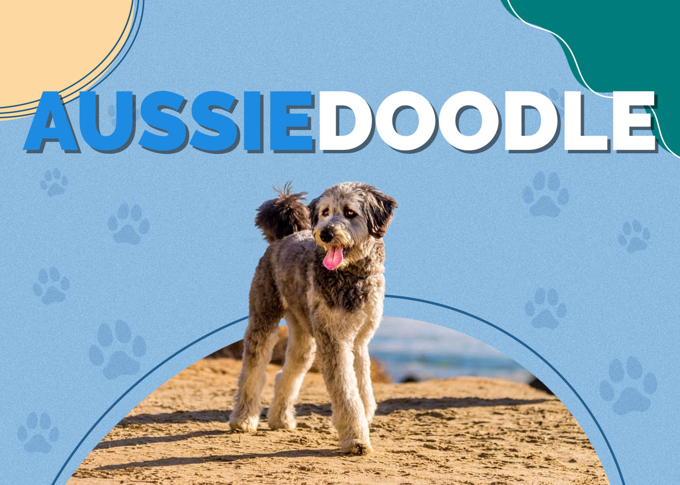 Aussiedoodle (Australian Shepherd & Poodle Mix)