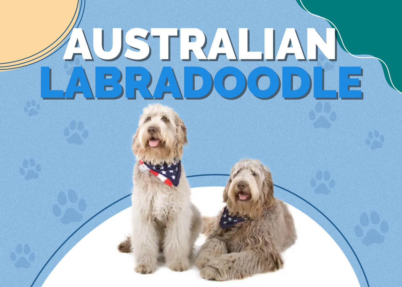 Australian Labradoodle (Labradoodle & Cocker Spaniel Mix)