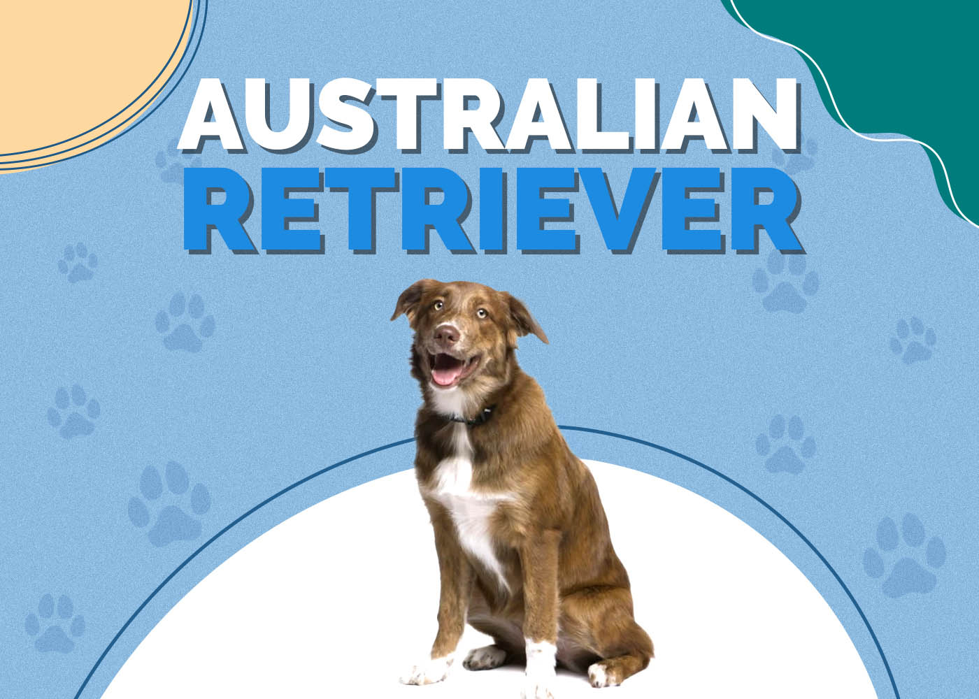 Australian Retriever (Golden Retriever & Australian Shepherd Mix)