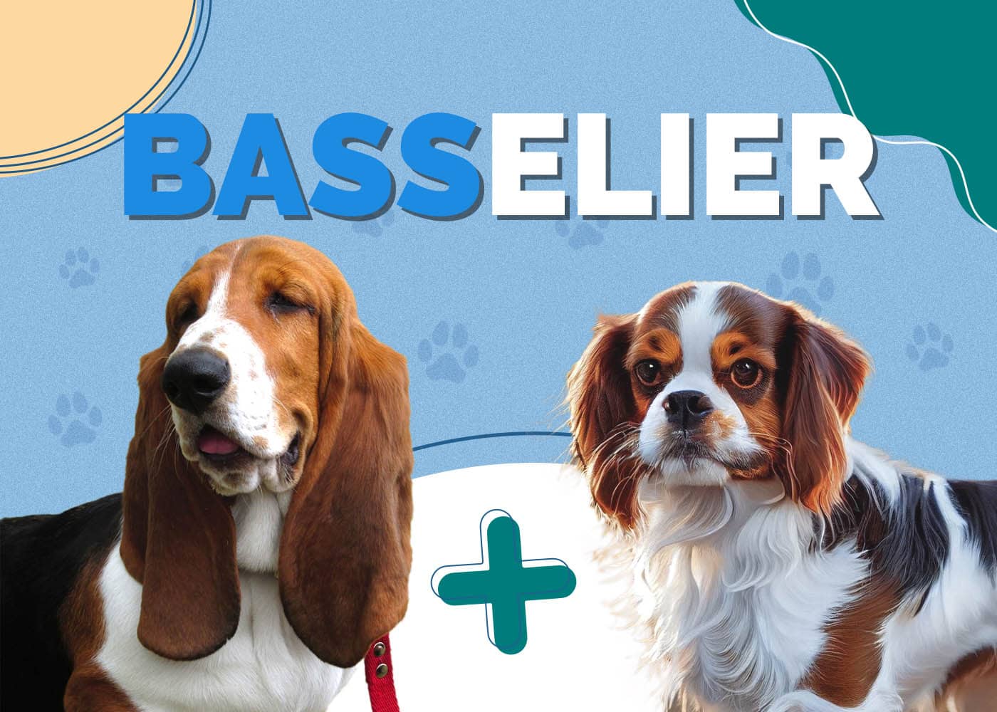 Basselier (Cavalier King Charles Spaniel & Basset Hound Mix)