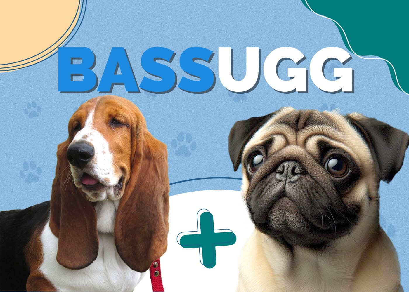 Bassugg (Basset Hound & Pug Mix)
