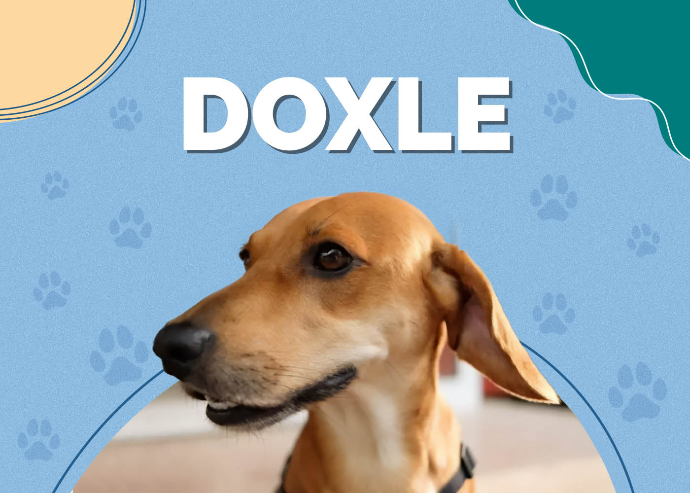 Beagle & Dachshund Mix (Doxle)