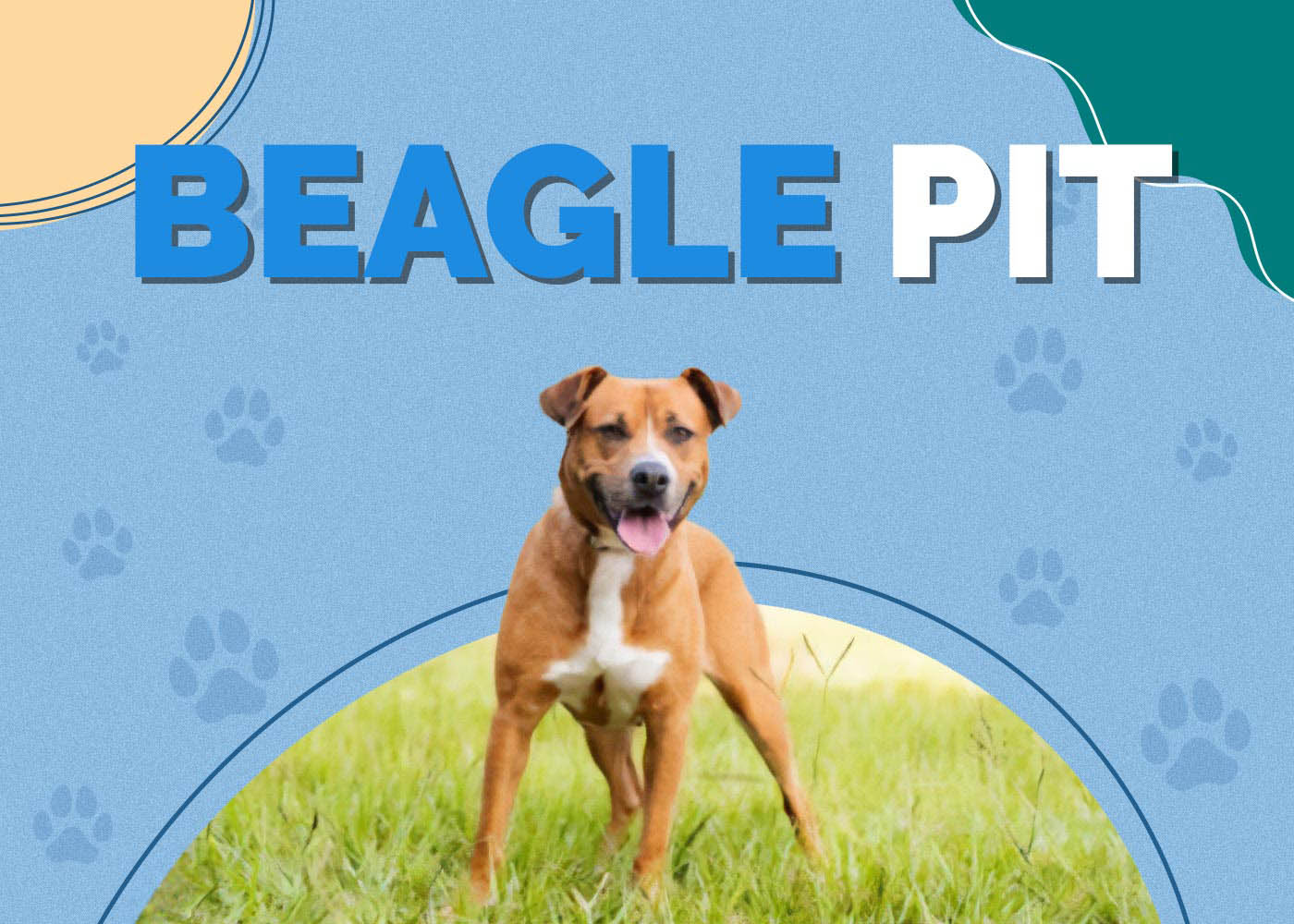 Beagle Pit (Pitbull & Beagle Mix)