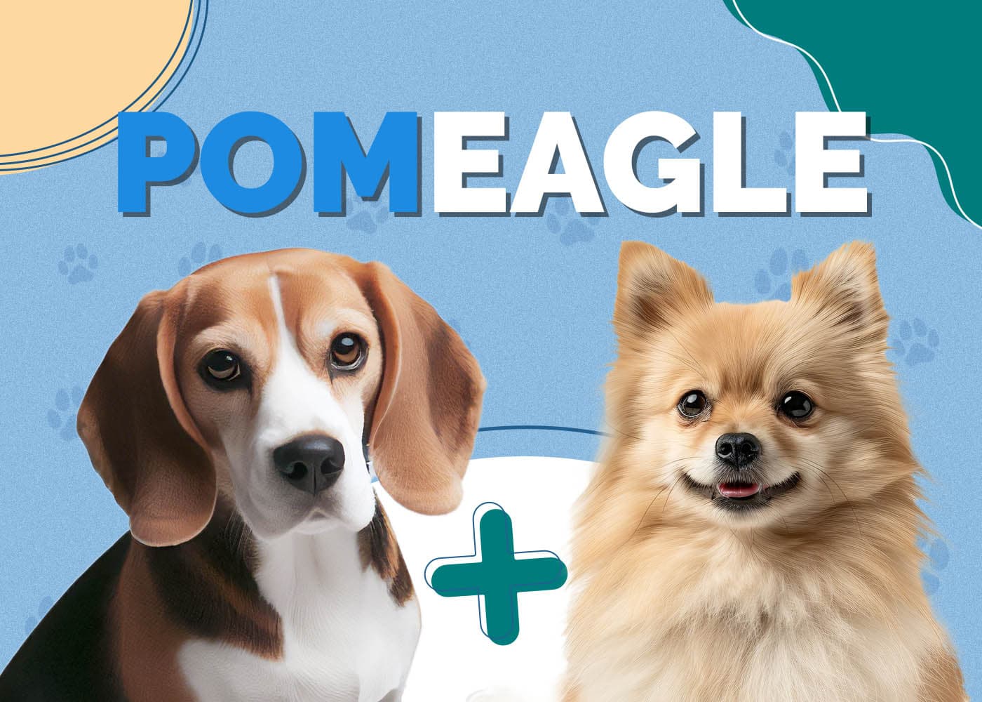 (Pomeagle) Beagle Pomeranian Mix