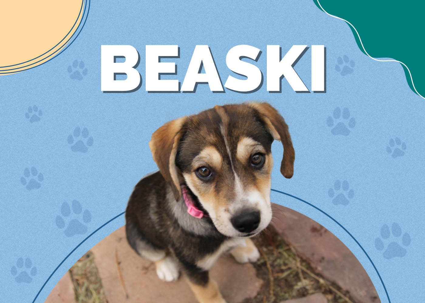 Beaski (Beagle & Siberian Husky Mix)