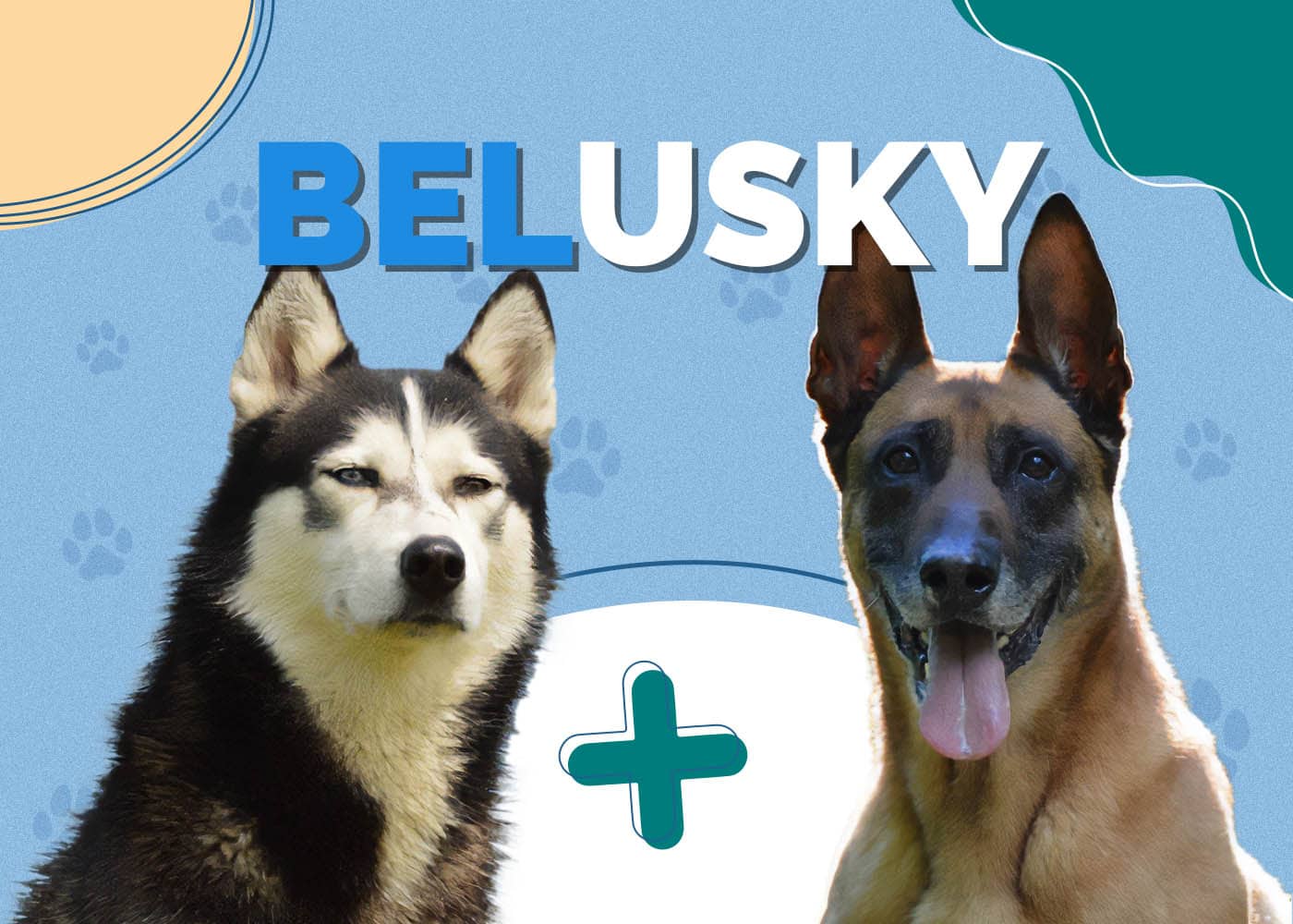 Belusky (Belgian Malinois & Husky Mix)