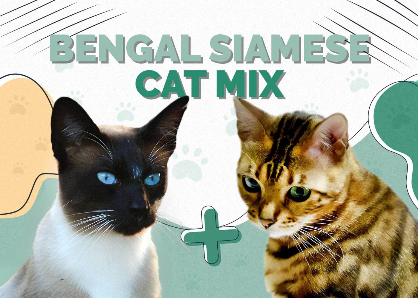 Bengal Siamese Mix Cat Info, Pictures, Characteristics & Facts Hepper