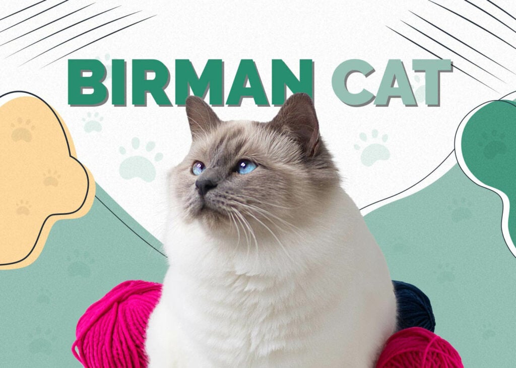 Birman Cat