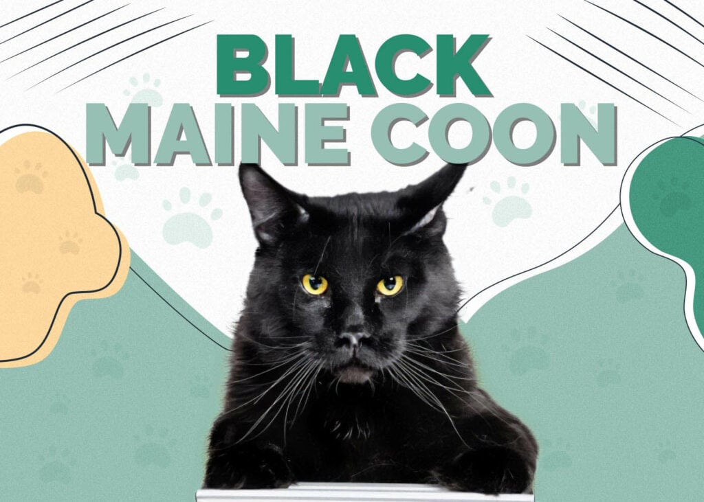 Black Maine Coon Cat
