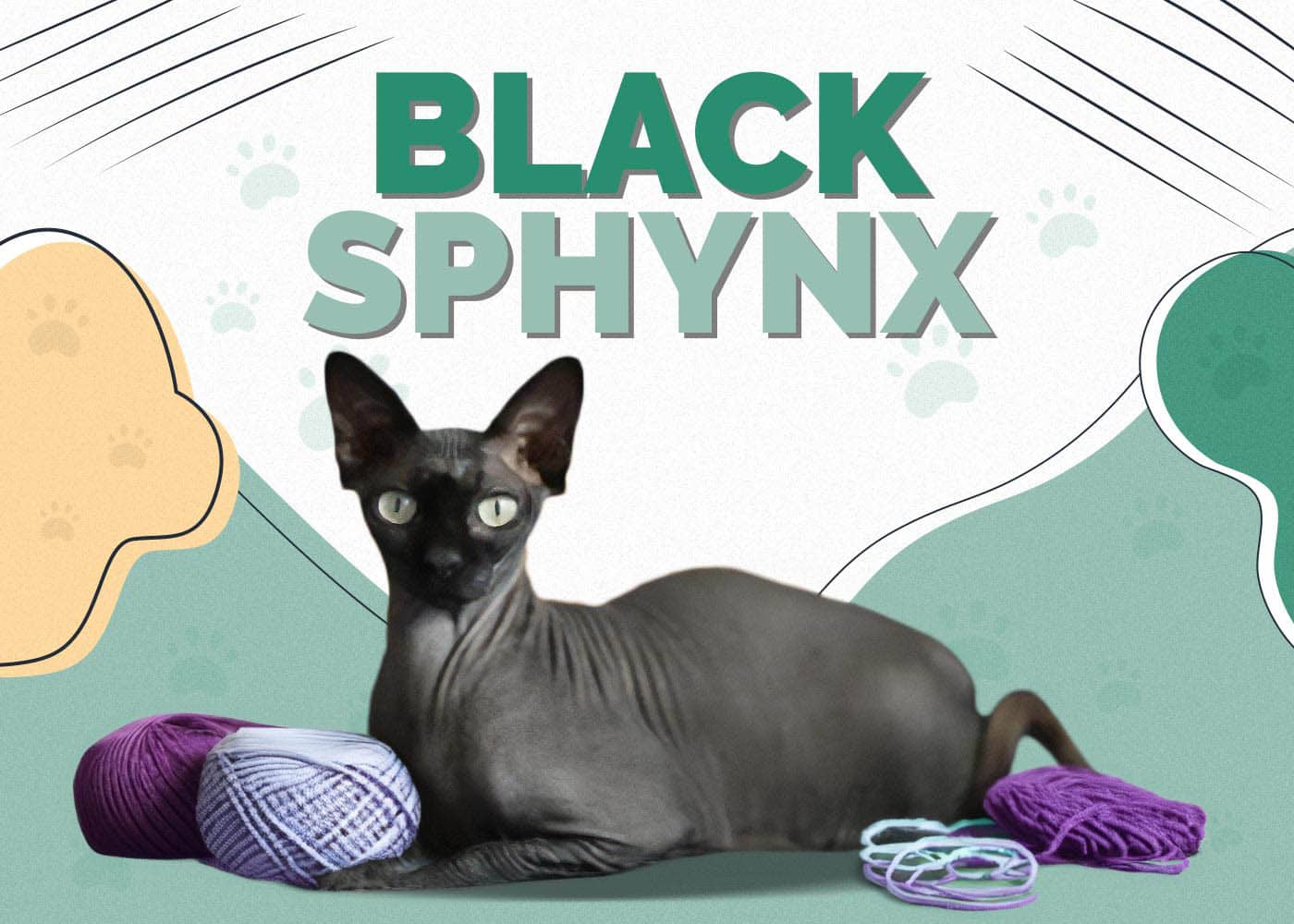 Black Sphynx Cat