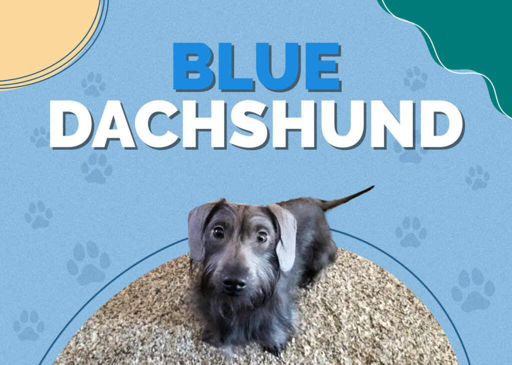 Blue Dachshund