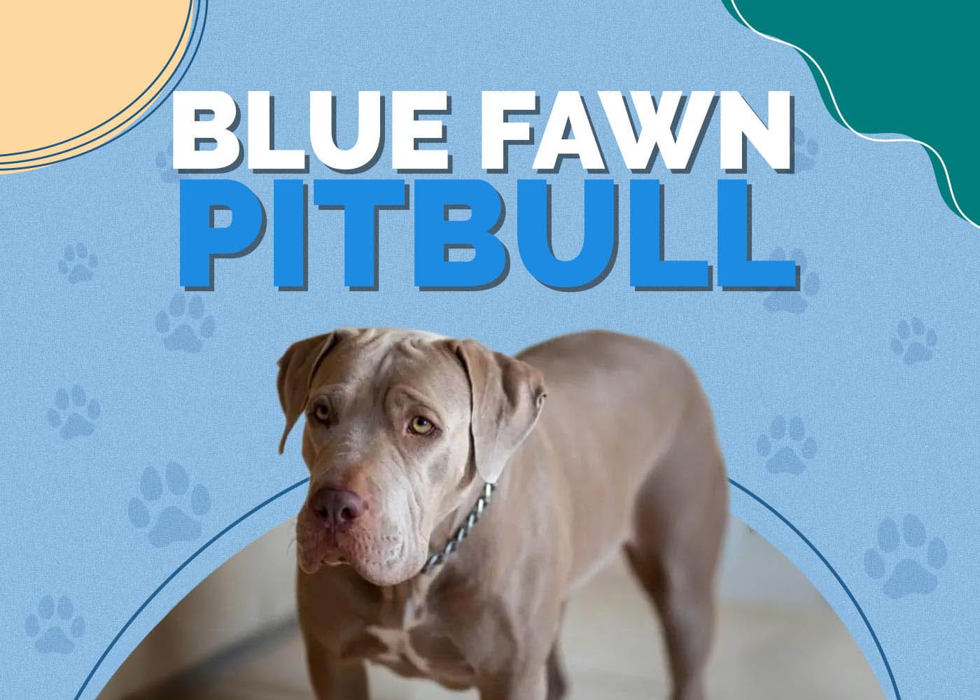 Blue Fawn Pitbull