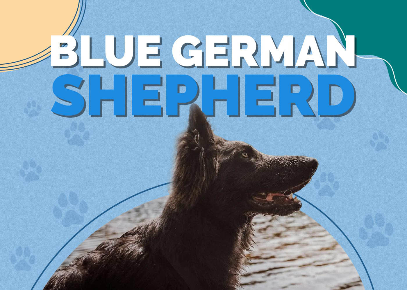 Blue German Shepherd Dog