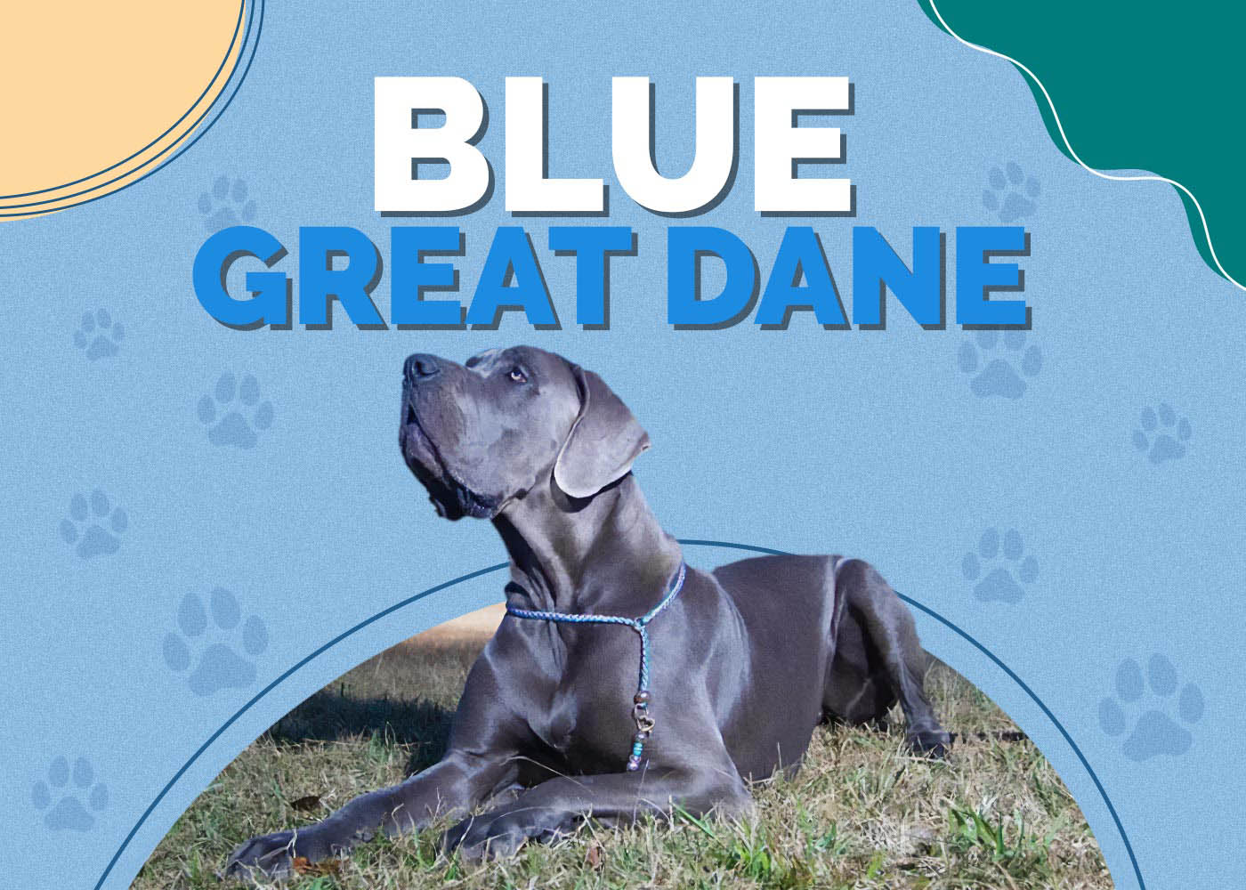 Blue Great Dane
