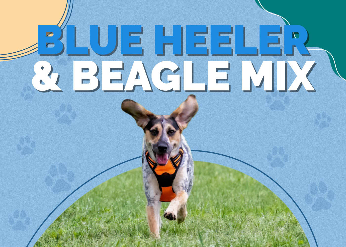 Blue Heeler & Beagle Mix