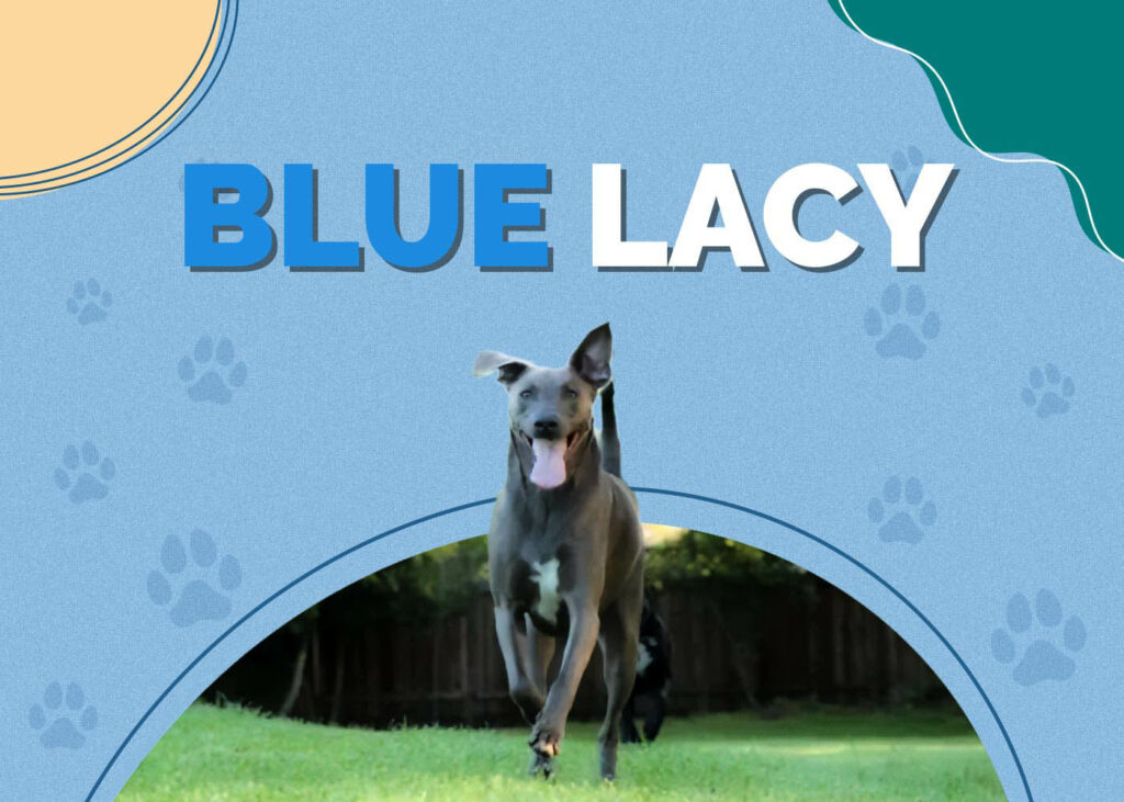 Blue Lacy