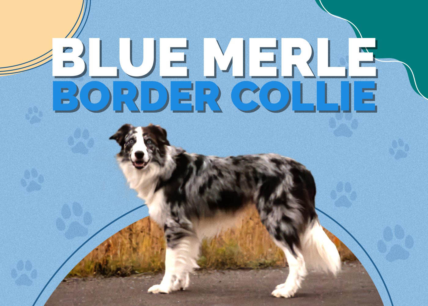 Blue Merle Border Collie