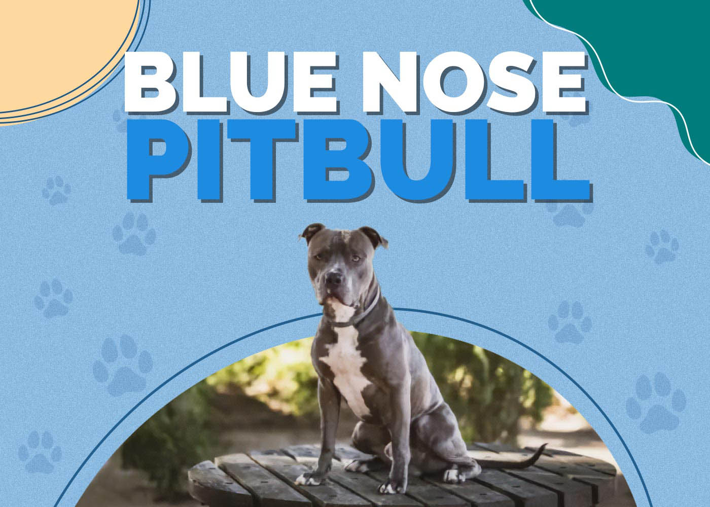 Blue Nose Pitbull