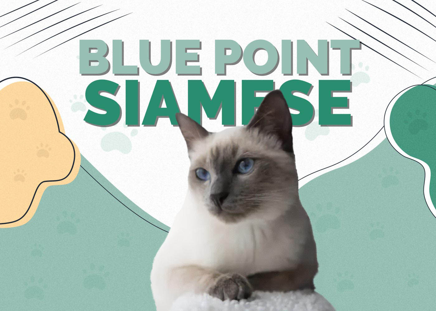 Blue Point Siamese Cat