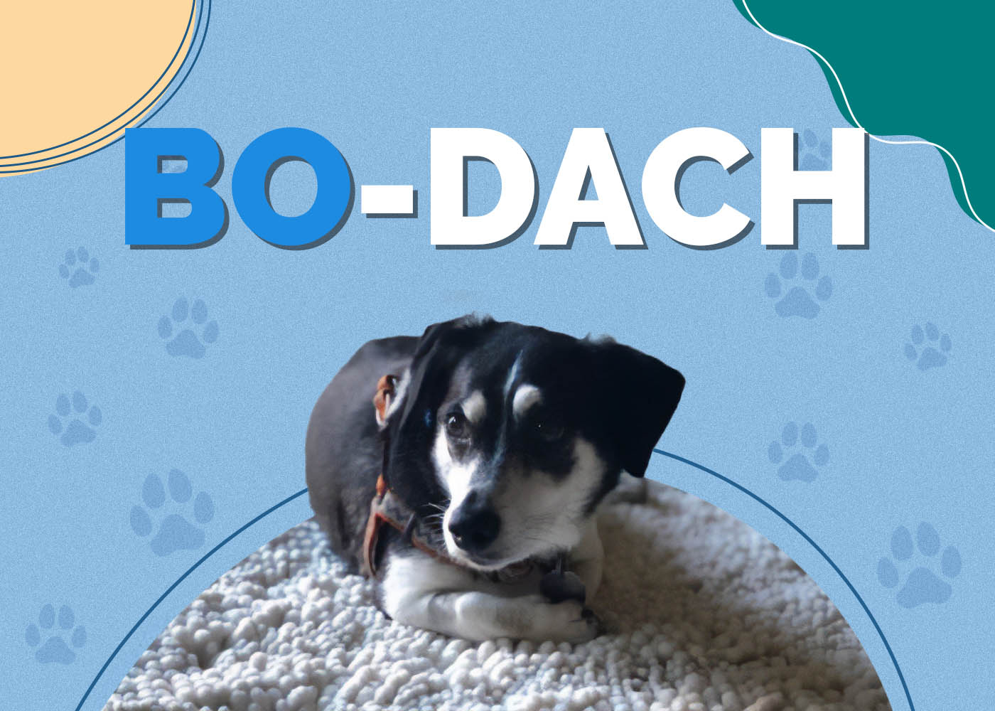 Bo-Dach (Boston Terrier & Dachshund Mix)