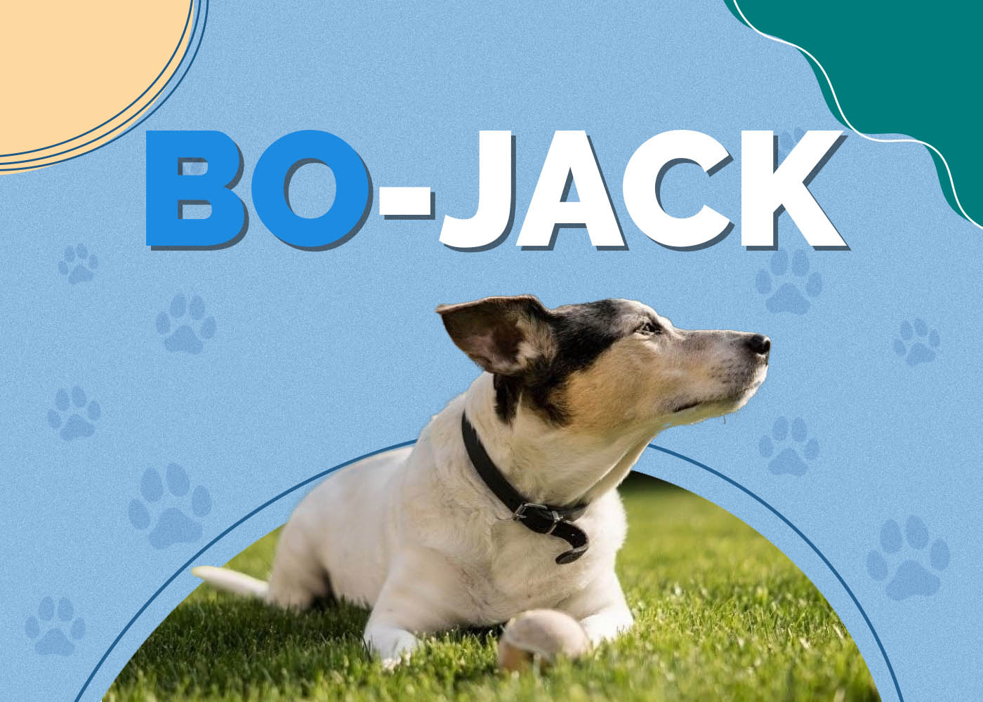 Bo-Jack Dog (Boston Terrier & Jack Russell Mix)