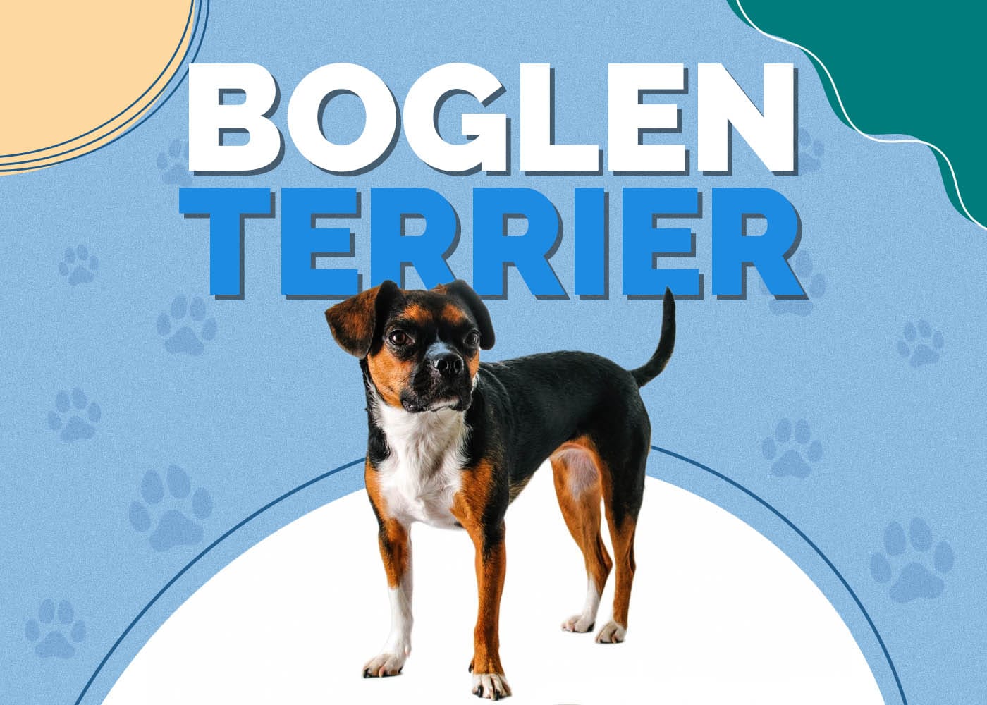 Boglen Terrier (Beagle & Boston Terrier Mix)
