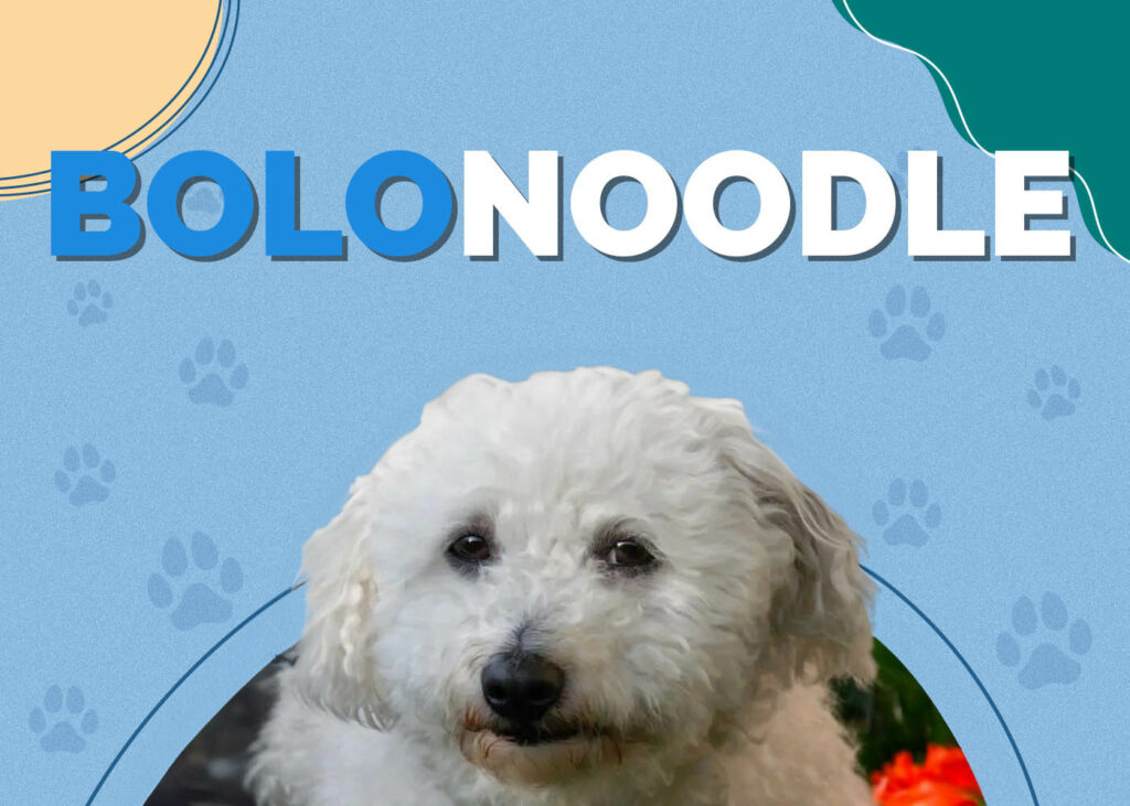 Bolonoodle (Bolognese & Poodle Mix)
