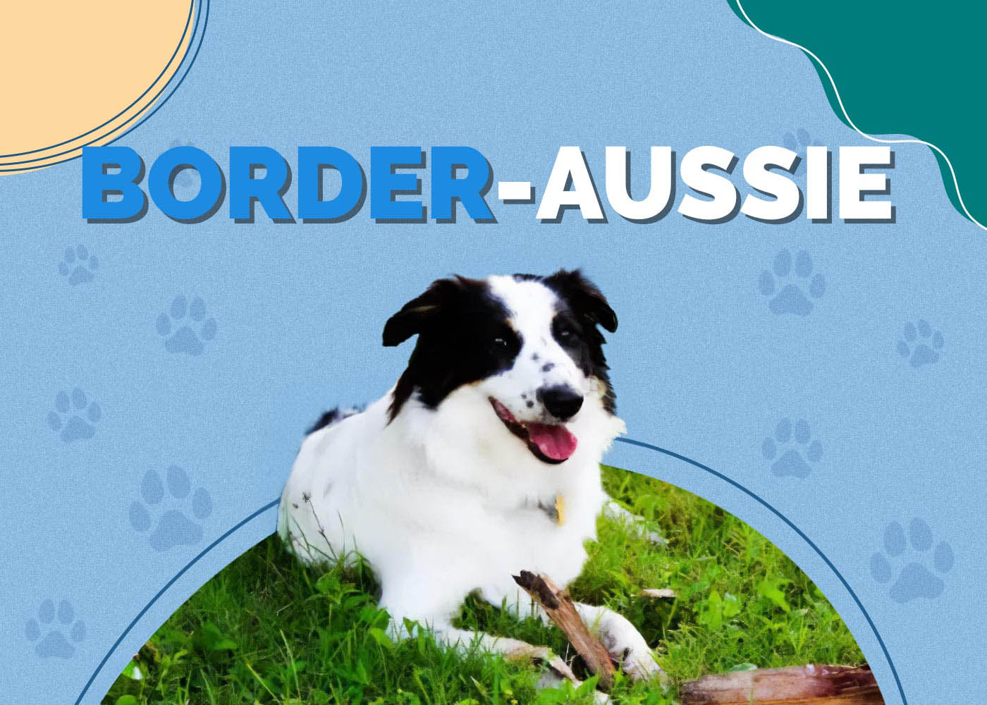 Border-Aussie (Border Collie & Australian Shepherd Mix)