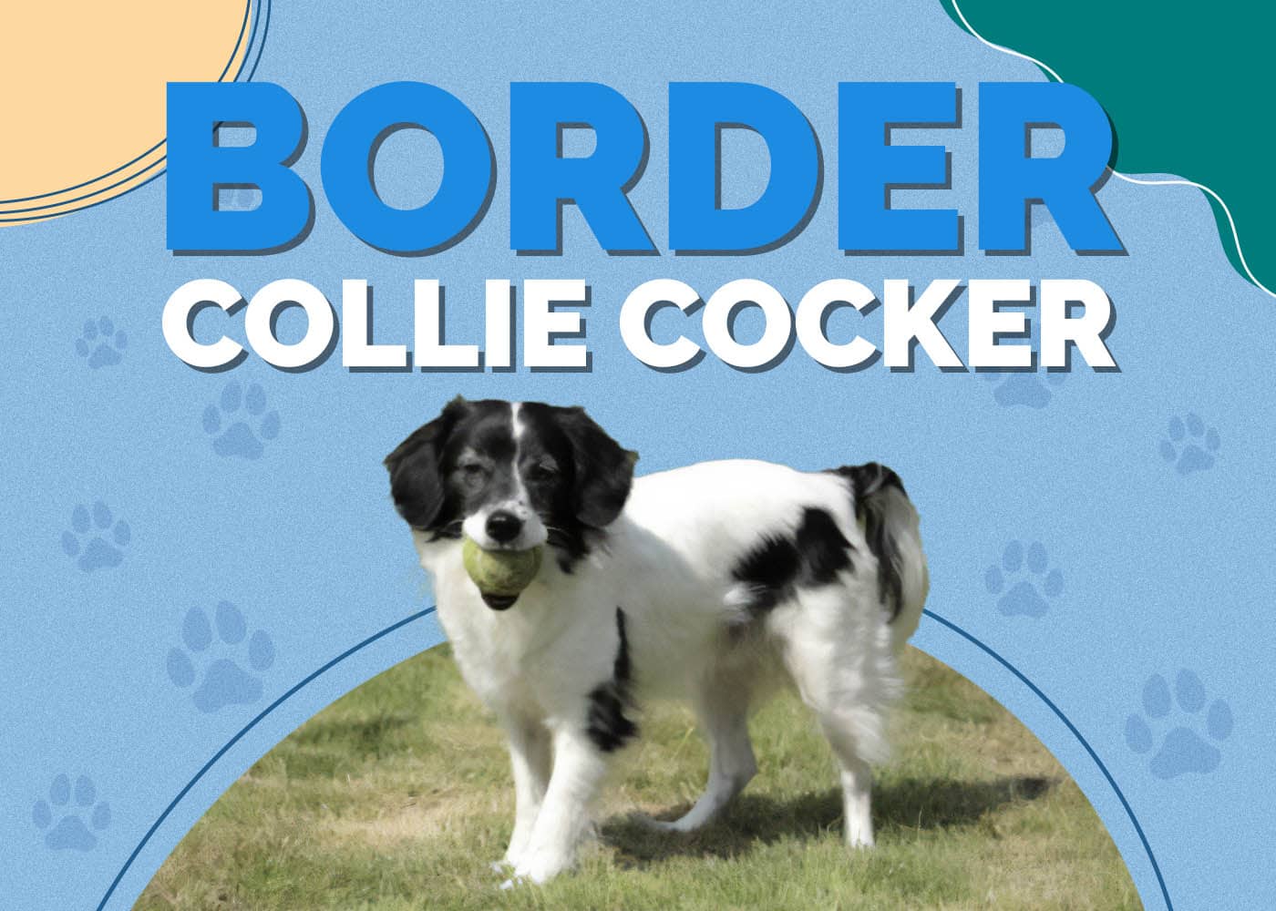 Border Collie Cocker (Border Collie & English Cocker Spaniel Mix)