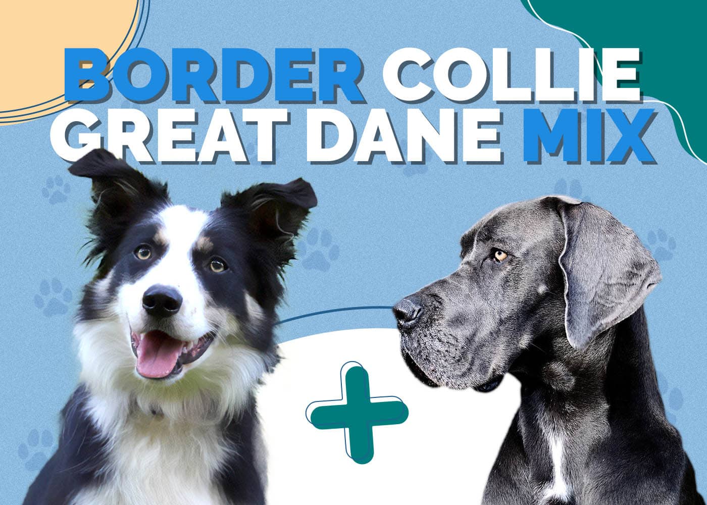 Border Collie Great Dane Mix Breed Info, Pictures, Traits & Facts Hepper