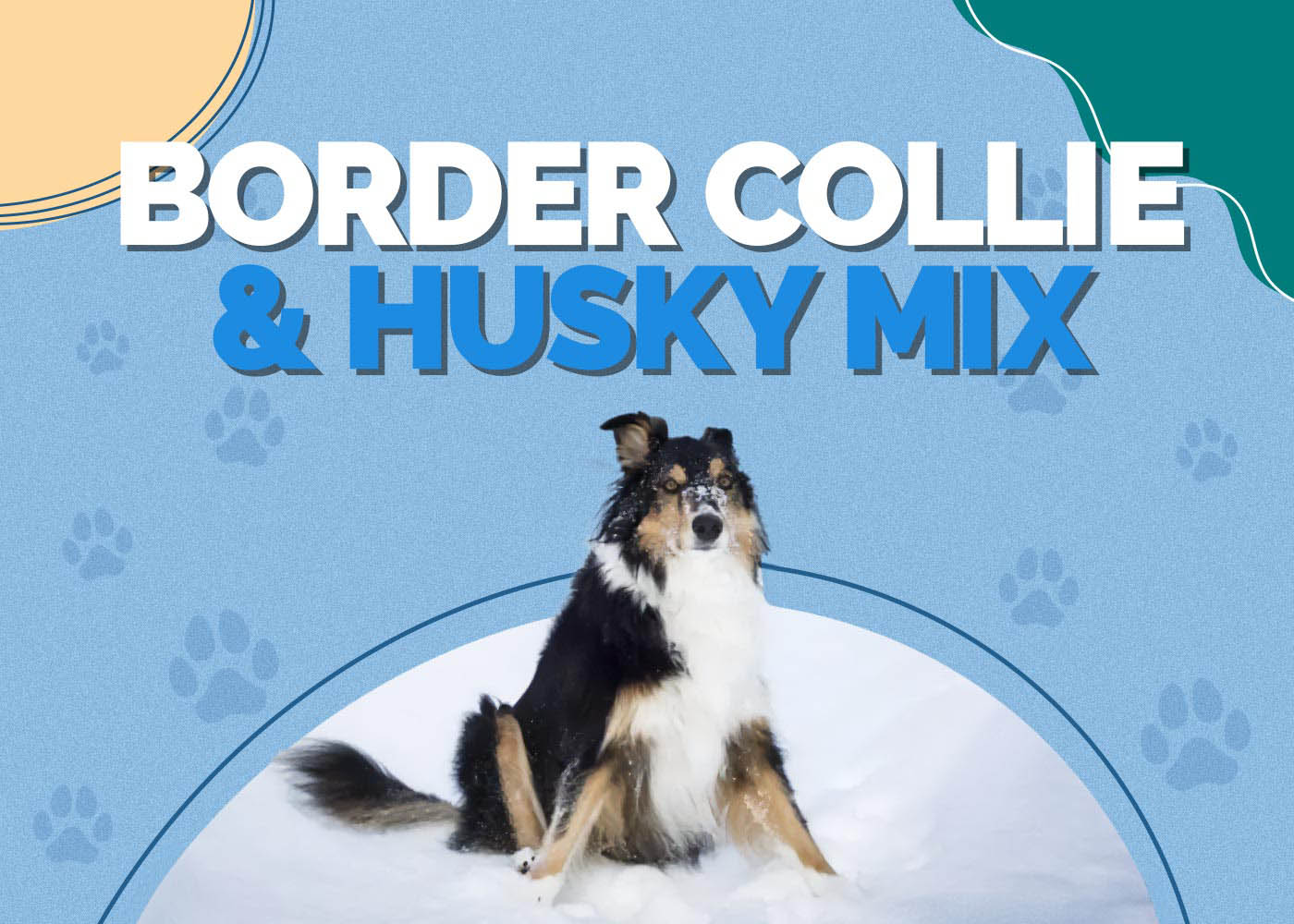 Border Collie & Husky Mix