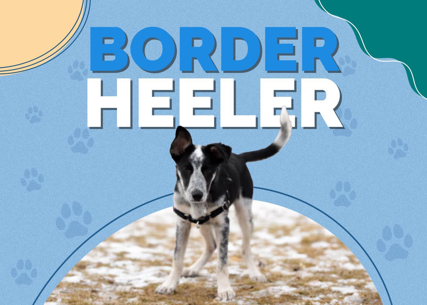 Border Heeler (Blue Heeler & Border Collie Mix)