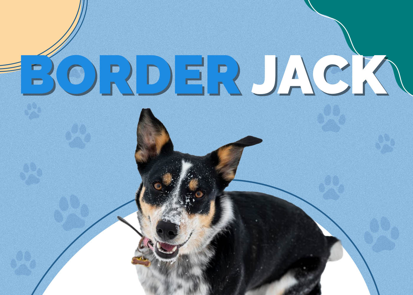 Border Jack (Border Collie & Jack Russell Terrier Mix)