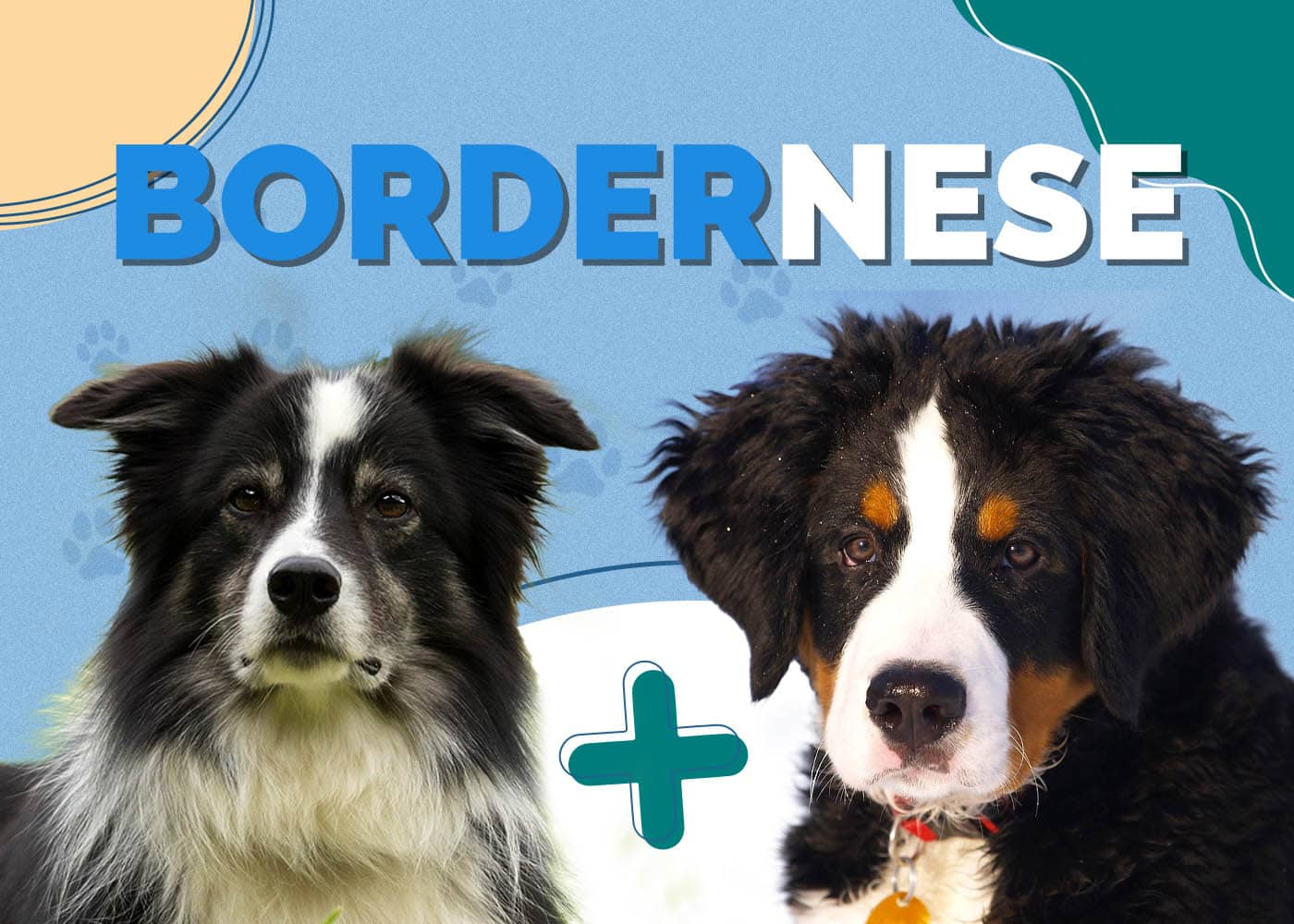 Bordernese (Border Collie & Bernese Mountain Dog Mix)