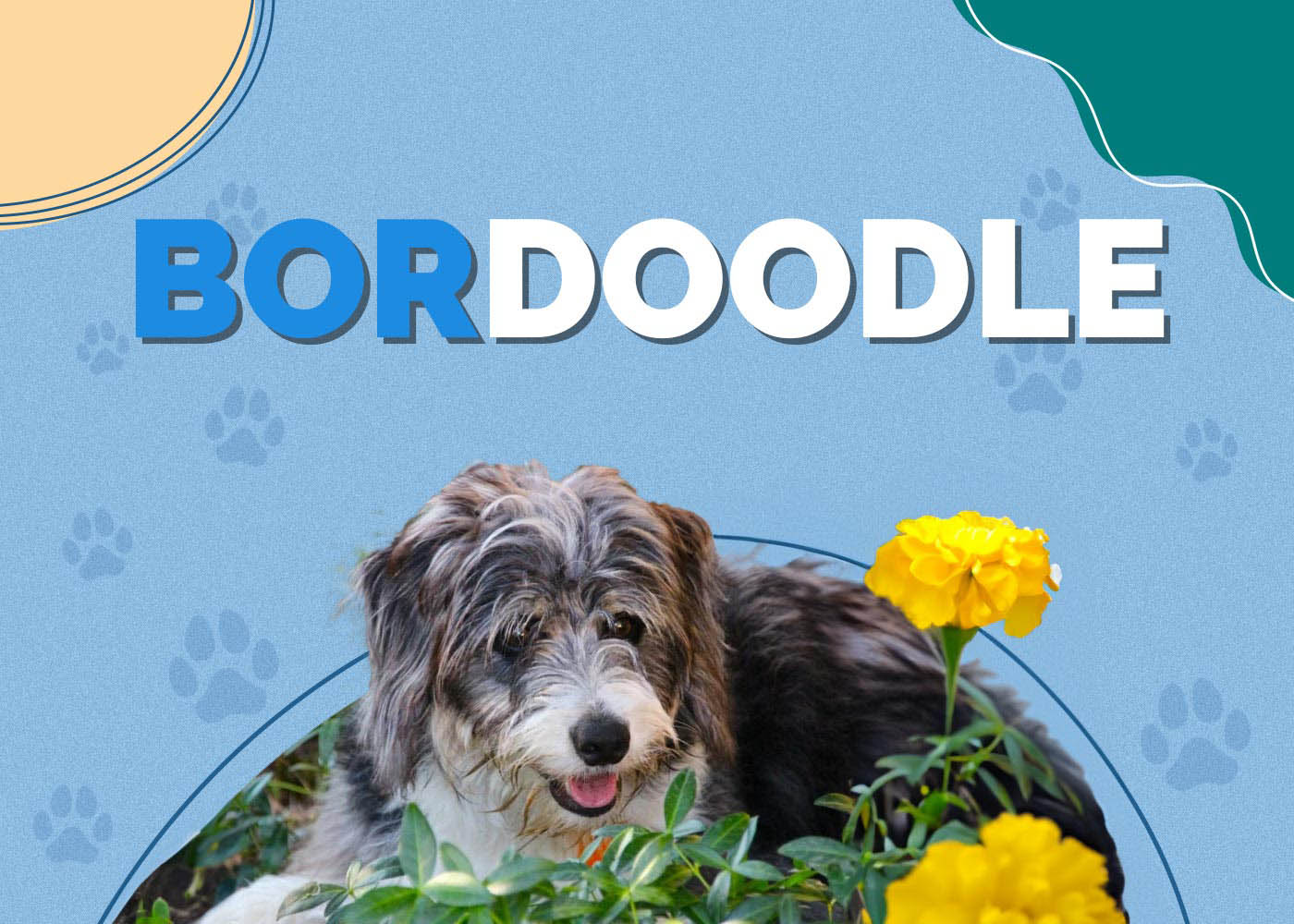 Bordoodle (Border Collie & Poodle Mix)