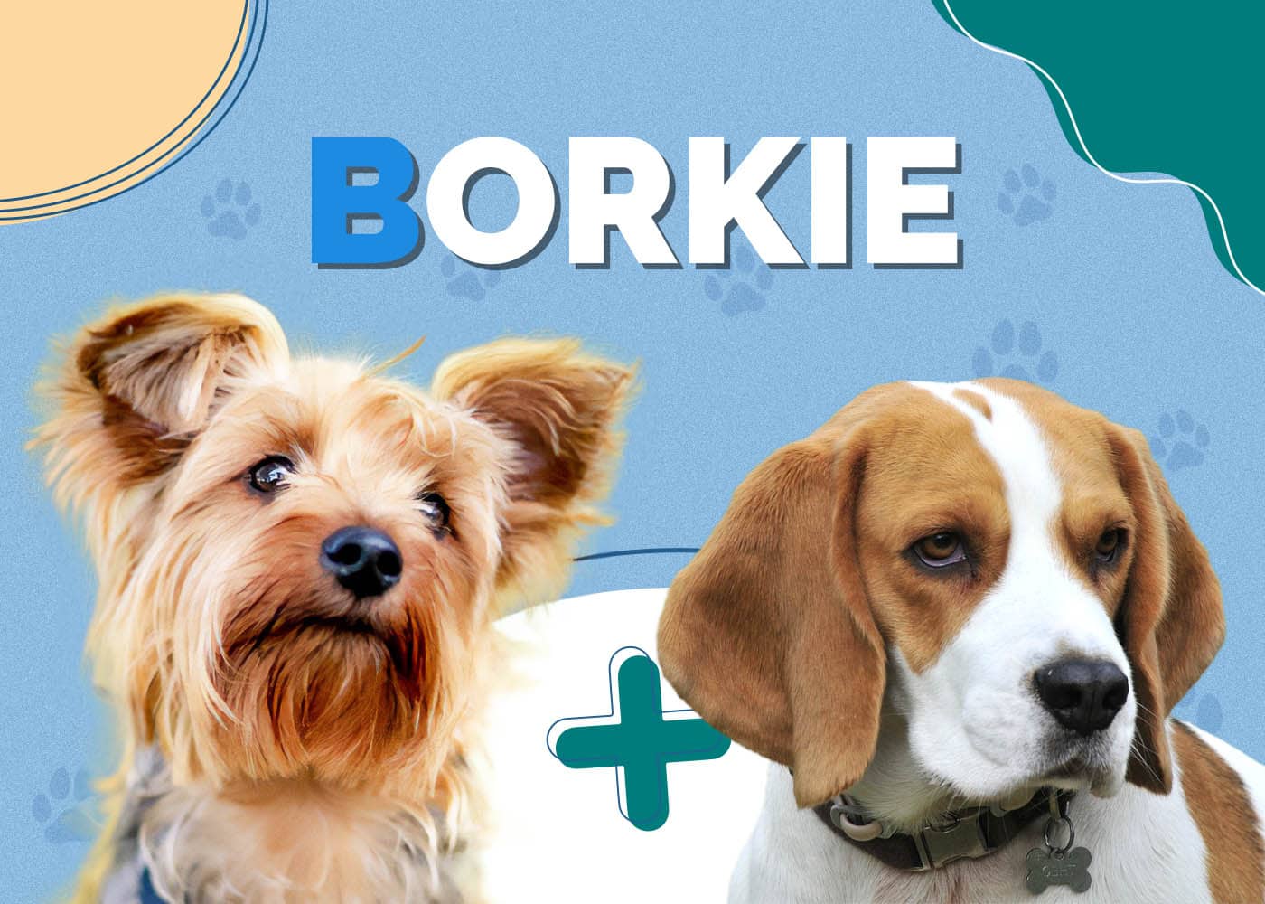 Borkie (Beagle & Yorkie Mix)