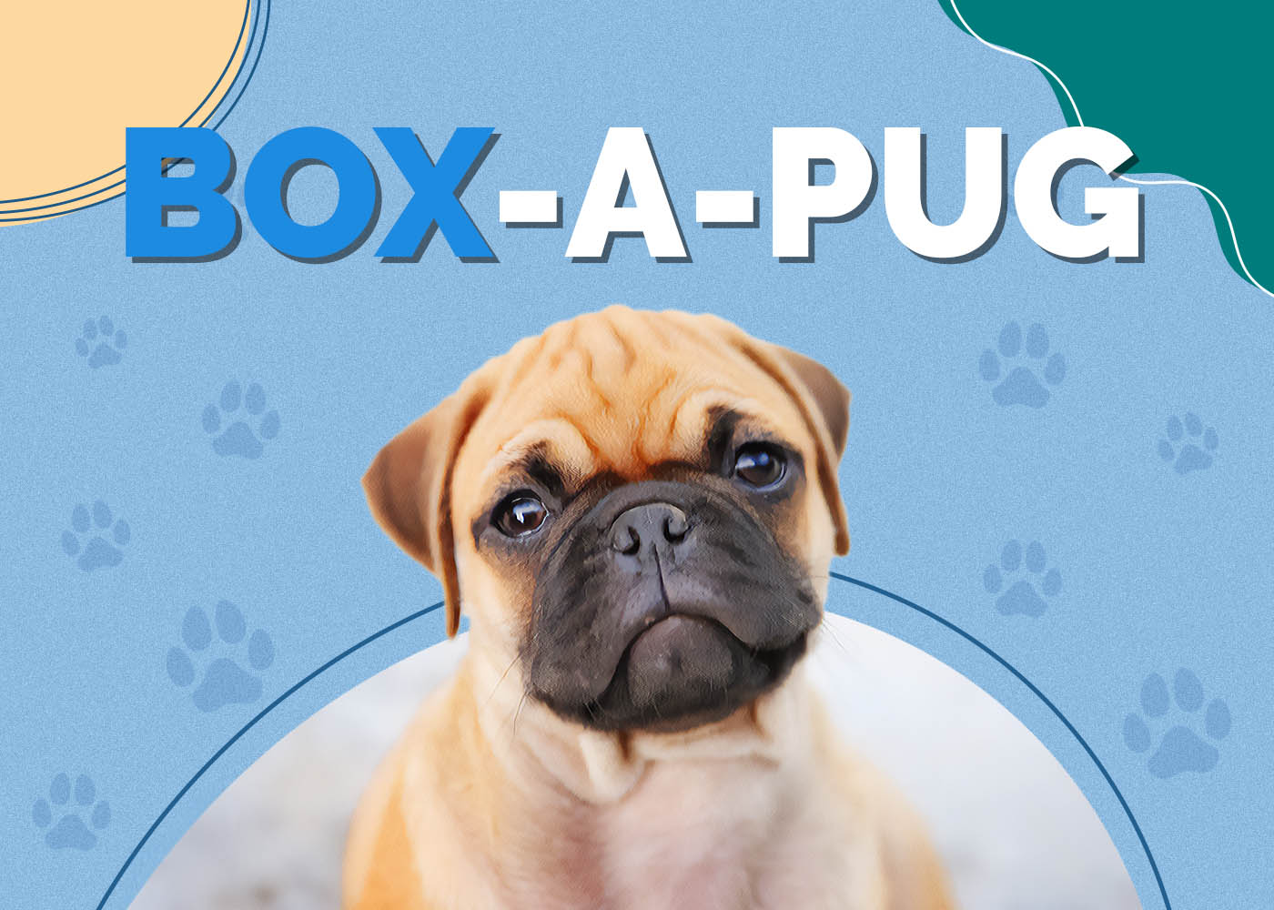 Box-A-Pug (Boxer & Pug Mix)