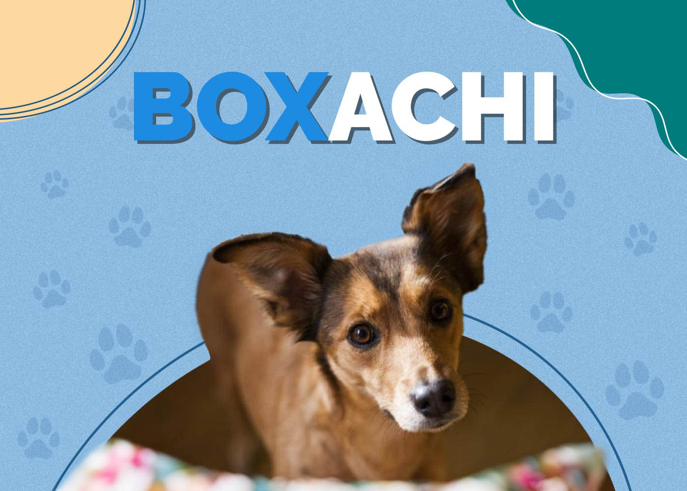Boxachi (Boxer & Chihuahua Mix)