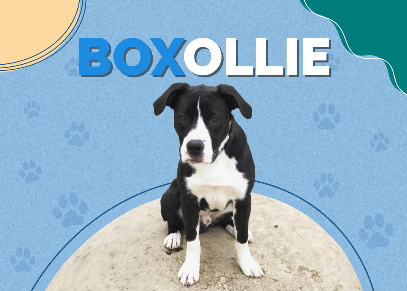 Boxollie (Boxer & Border Collie Mix)