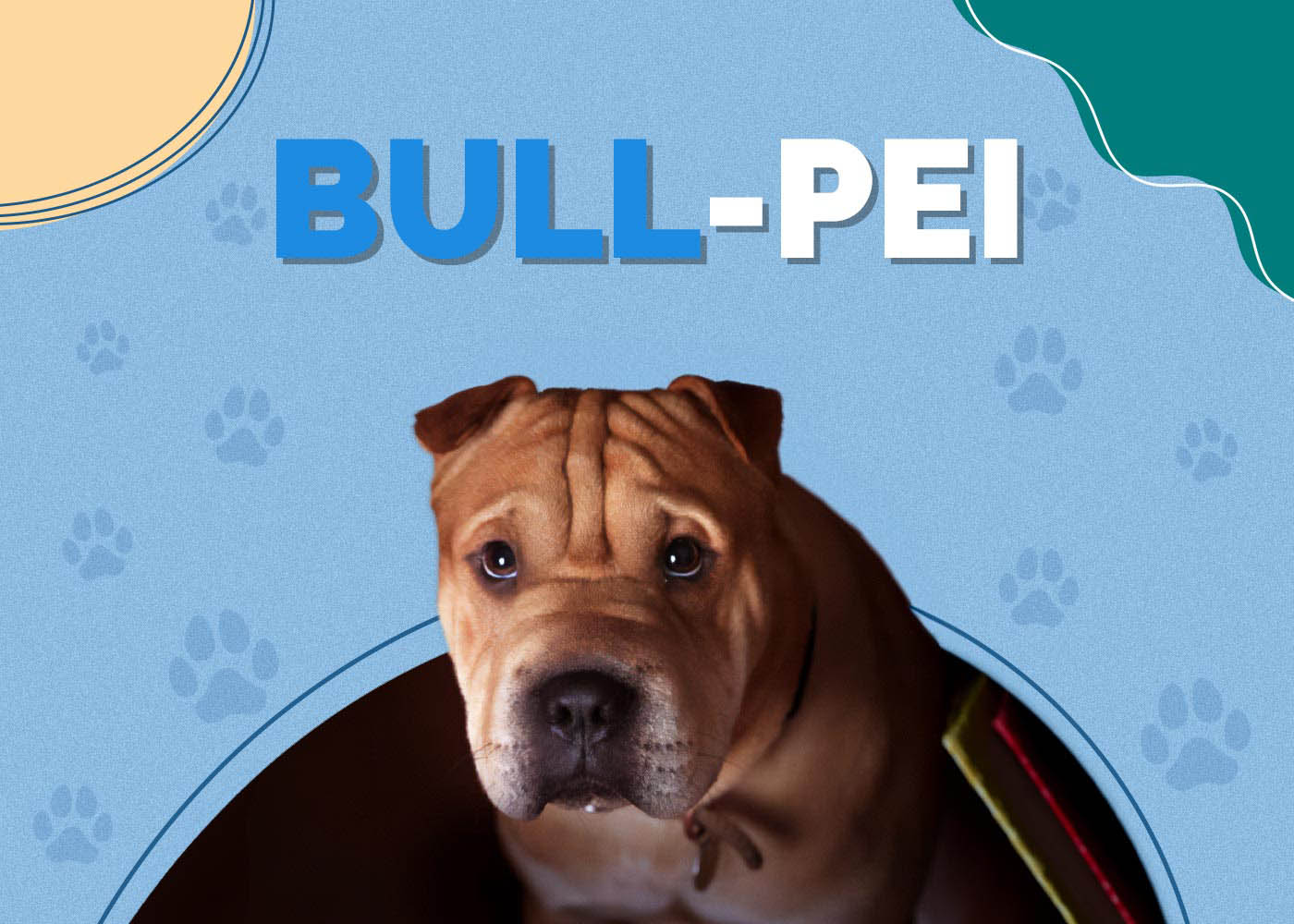 Bull-Pei (English Bulldog & Shar-Pei Mix)