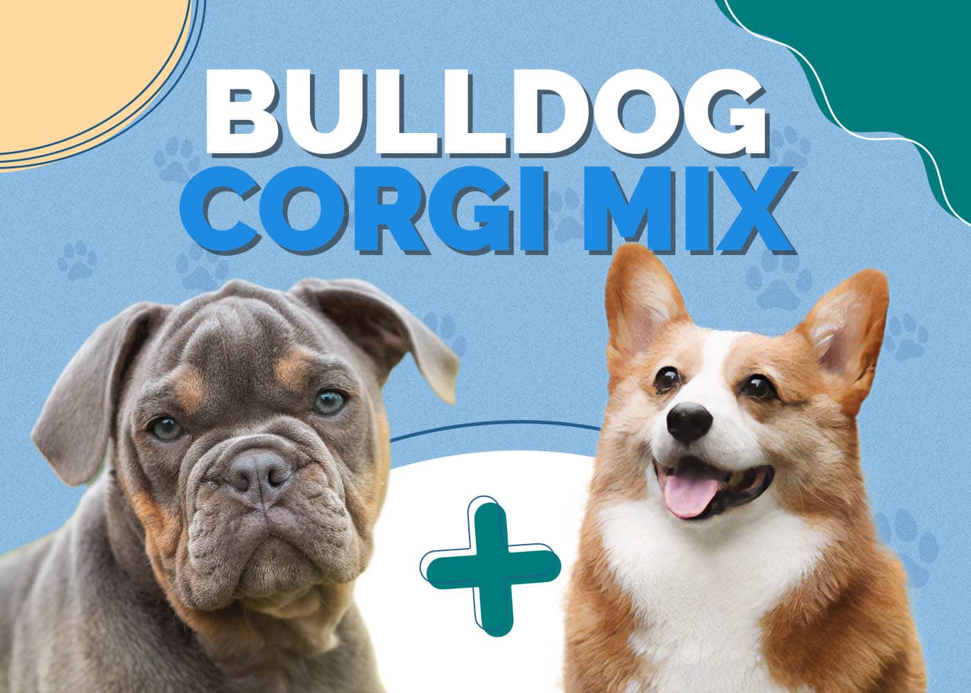 Bulldog Corgi Mix